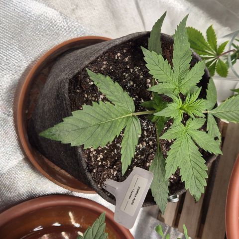 🌈 Zkittles auto🌈 growlog timeline photo