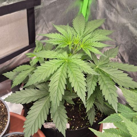 🌅Sherbi photo, blue sunset sherbert, Barneys farm  growlog timeline photo