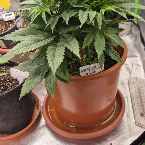 Mimosa evo Photo ♥️ Barney's Farm  growlog timeline photo
