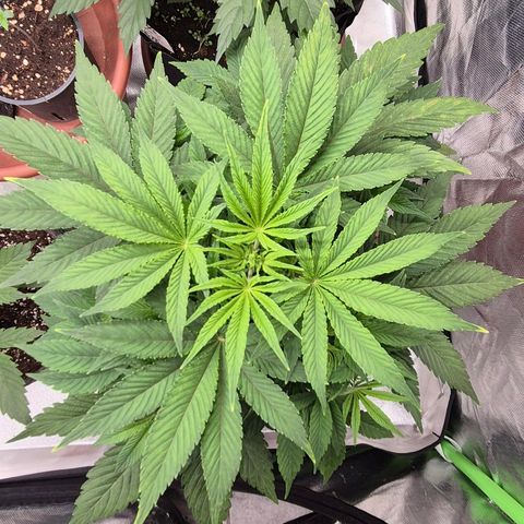 Mimosa evo Photo ♥️ Barney's Farm  growlog timeline photo