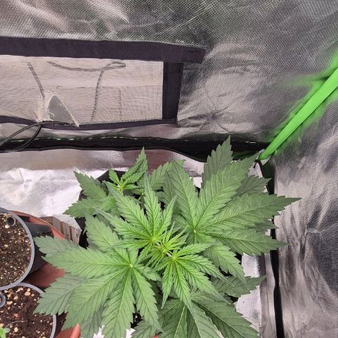 🌅Sherbi photo, blue sunset sherbert, Barneys farm  growlog timeline photo