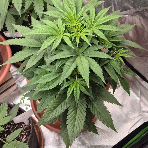 Mimosa evo Photo ♥️ Barney's Farm  growlog timeline photo