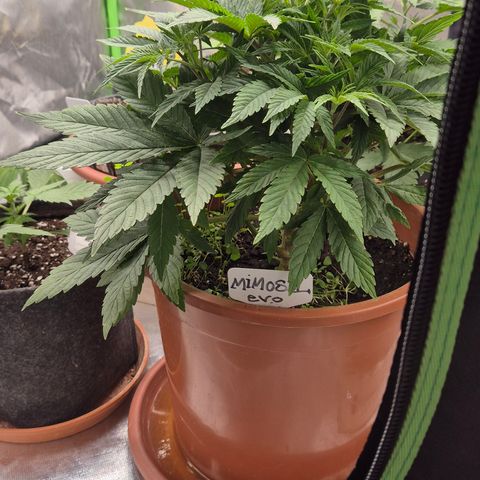 Mimosa evo Photo ♥️ Barney's Farm  growlog timeline photo
