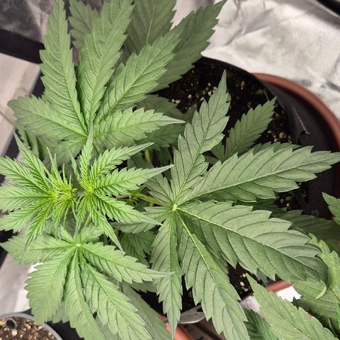 🌅Sherbi photo, blue sunset sherbert, Barneys farm  growlog timeline photo