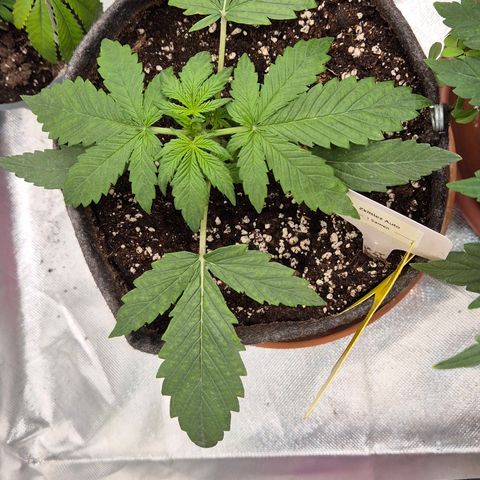 🌈 Zkittles auto🌈 growlog timeline photo