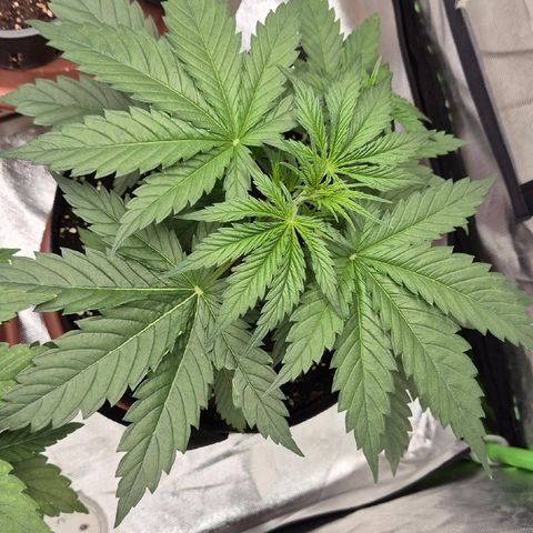 🌅Sherbi photo, blue sunset sherbert, Barneys farm  growlog timeline photo