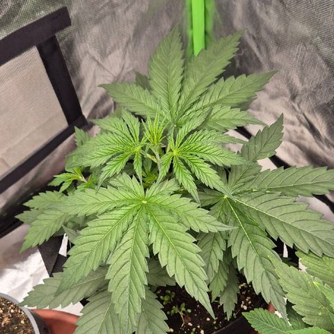 🌅Sherbi photo, blue sunset sherbert, Barneys farm  growlog timeline photo