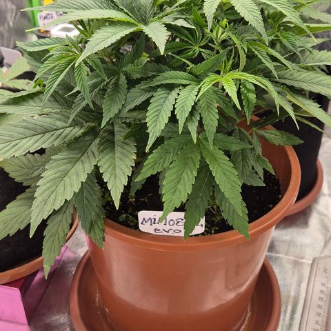 Mimosa evo Photo ♥️ Barney's Farm  growlog timeline photo