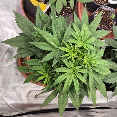 Mimosa evo Photo ♥️ Barney's Farm  growlog timeline photo