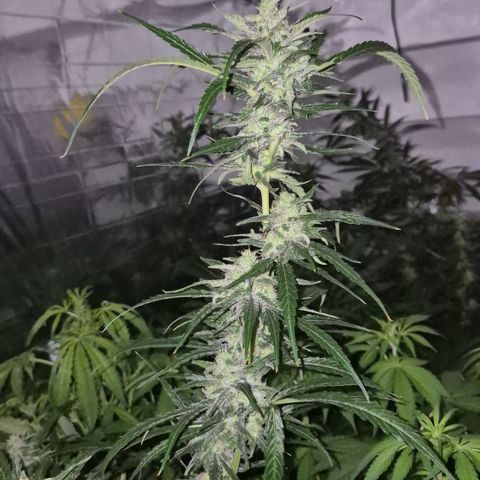 Puple punch  6 growlog timeline photo