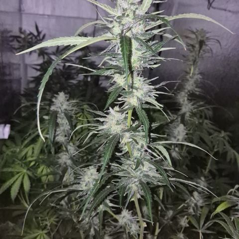 Puple punch  6 growlog timeline photo