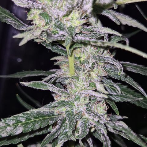Puple punch  6 growlog timeline photo