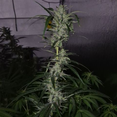 Puple punch  6 growlog timeline photo