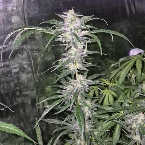 Puple punch  6 growlog timeline photo