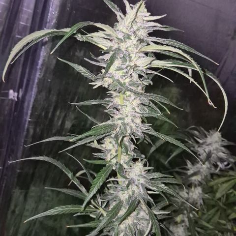 Puple punch  6 growlog timeline photo