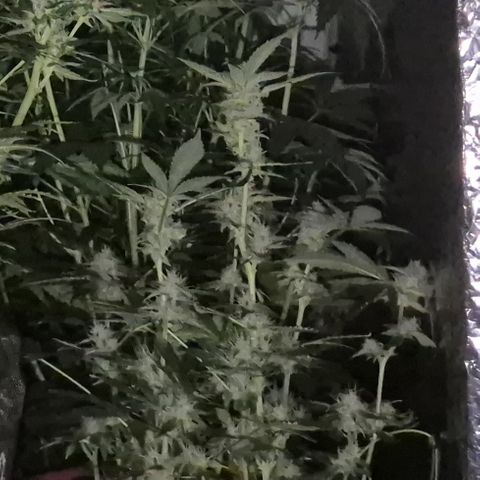 Bonsai Surprised moon, amnesia lemon  growlog timeline photo