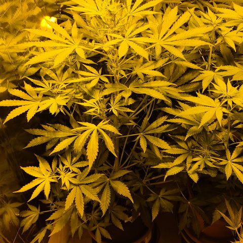 Runtzi Auto ♥️ Barney's Farm  growlog timeline photo