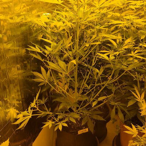 Runtzi Auto ♥️ Barney's Farm  growlog timeline photo