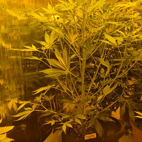 Runtzi Auto ♥️ Barney's Farm  growlog timeline photo
