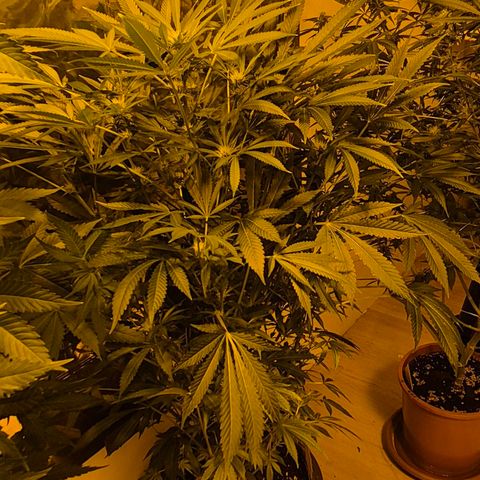 Karli - SHISKABERRY (auto) growlog timeline photo