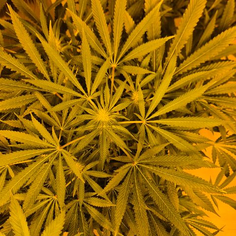 Karli - SHISKABERRY (auto) growlog timeline photo