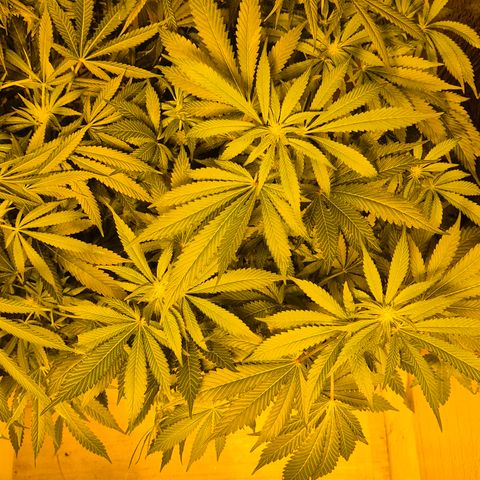 Kushi 😶‍🌫️(rest n. Teilernte/ critical kush, 9.1.24 🎁, Kümmerling) growlog timeline photo