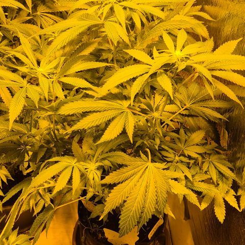 Kushi 😶‍🌫️(rest n. Teilernte/ critical kush, 9.1.24 🎁, Kümmerling) growlog timeline photo
