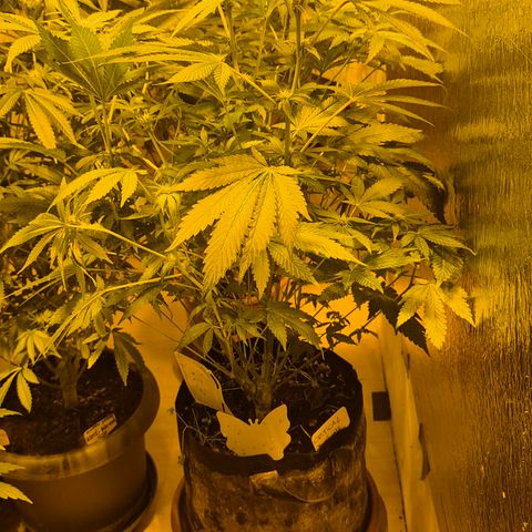 Kushi 😶‍🌫️(rest n. Teilernte/ critical kush, 9.1.24 🎁, Kümmerling) growlog timeline photo