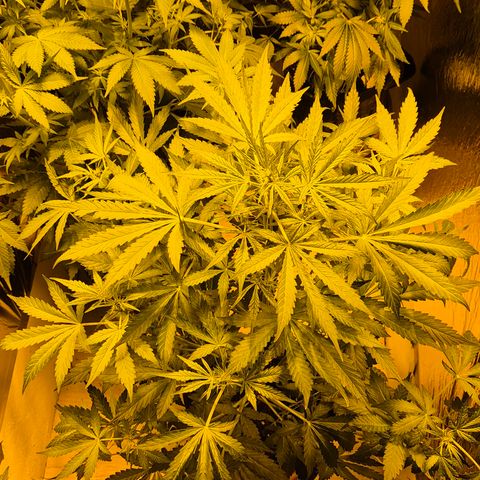 Runtzi Auto ♥️ Barney's Farm  growlog timeline photo
