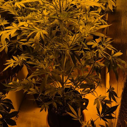 Runtzi Auto ♥️ Barney's Farm  growlog timeline photo