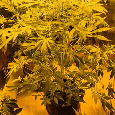 Runtzi Auto ♥️ Barney's Farm  growlog timeline photo