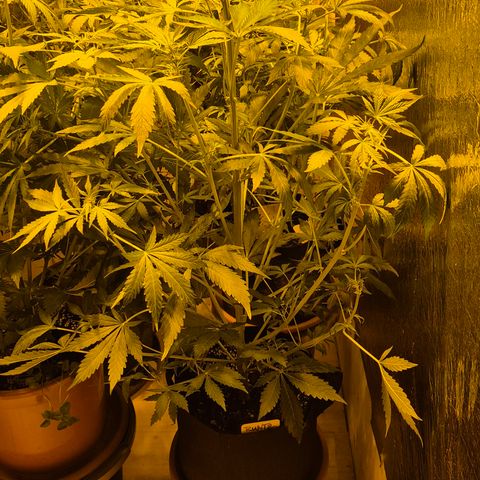 Runtzi Auto ♥️ Barney's Farm  growlog timeline photo