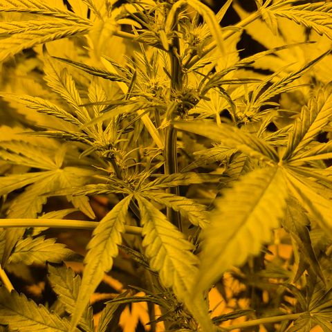 Runtzi Auto ♥️ Barney's Farm  growlog timeline photo