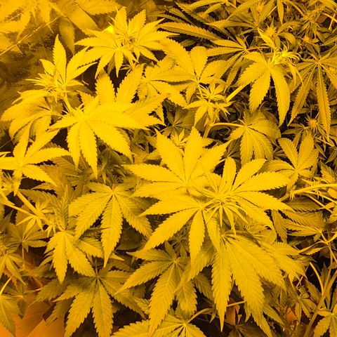 DieAnnas  #2 amnesia lemon/ungedämmter Dachboden growlog timeline photo