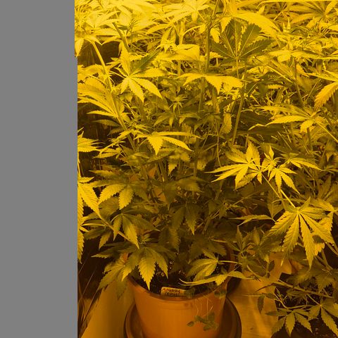 DieAnnas  #2 amnesia lemon/ungedämmter Dachboden growlog timeline photo