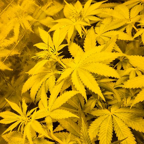 DieAnnas  #2 amnesia lemon/ungedämmter Dachboden growlog timeline photo
