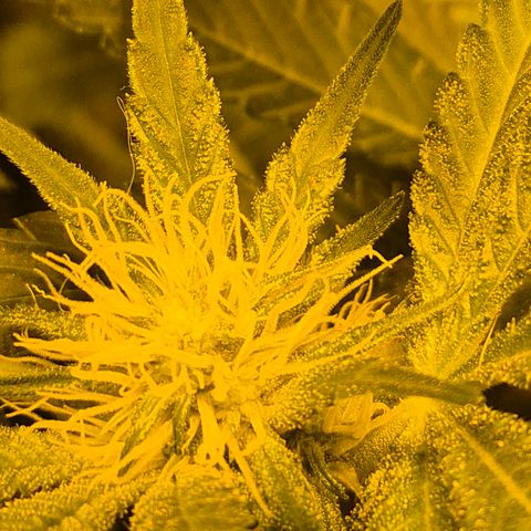 Karli - SHISKABERRY (auto) growlog timeline photo