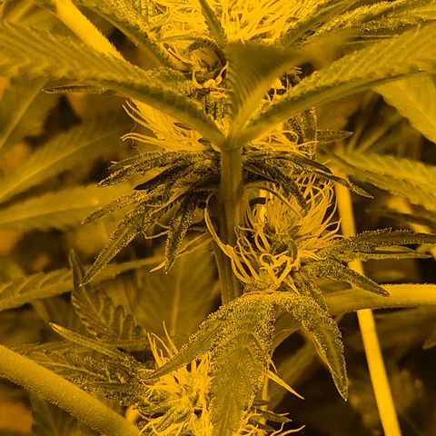 Karli - SHISKABERRY (auto) growlog timeline photo