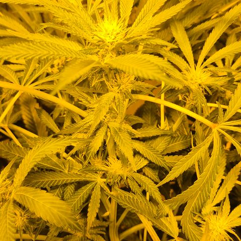 Karli - SHISKABERRY (auto) growlog timeline photo