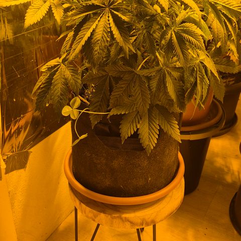 🍍Anna  #1 amnesia lemon  growlog timeline photo