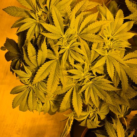 🍍Anna  #1 amnesia lemon  growlog timeline photo