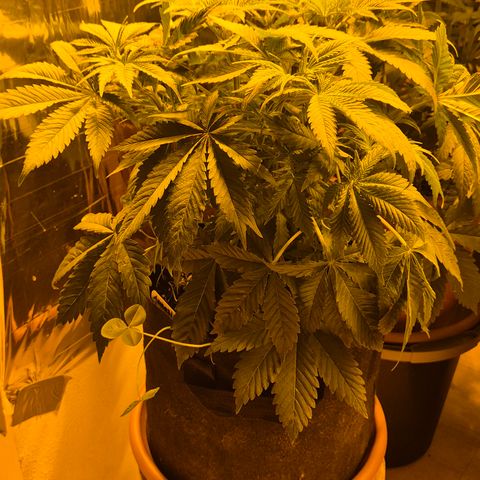 🍍Anna  #1 amnesia lemon  growlog timeline photo