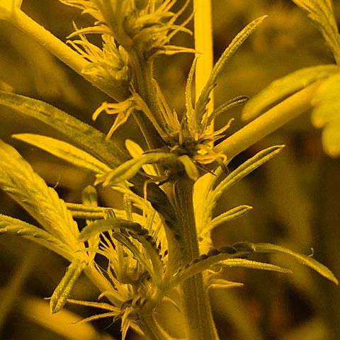 Runtzi Auto ♥️ Barney's Farm  growlog timeline photo