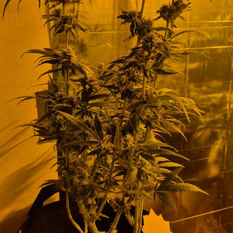 Bonsai Surprised moon, amnesia lemon  growlog timeline photo