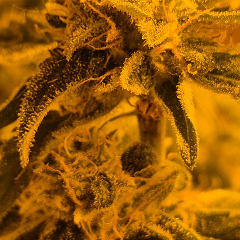 Bonsai Surprised moon, amnesia lemon  growlog timeline photo