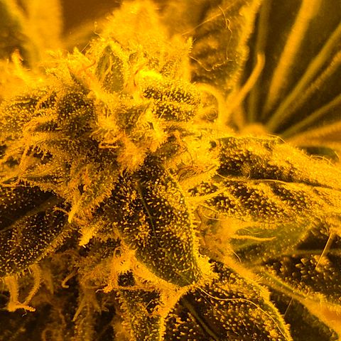 Bonsai Surprised moon, amnesia lemon  growlog timeline photo