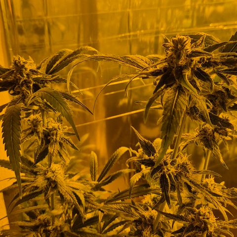 Bonsai Surprised moon, amnesia lemon  growlog timeline photo