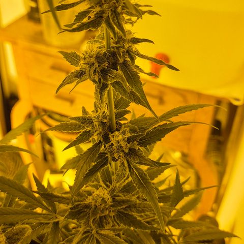 Bonsai Surprised moon, amnesia lemon  growlog timeline photo