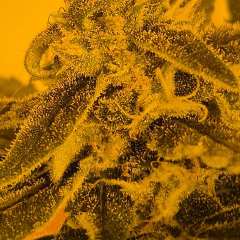 Bonsai Surprised moon, amnesia lemon  growlog timeline photo