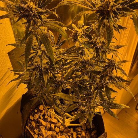 Bonsai Surprised moon, amnesia lemon  growlog timeline photo